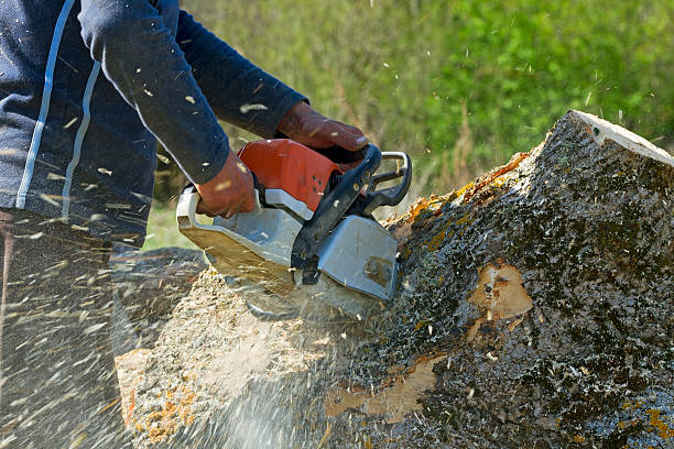  Oak Point, TX Tree Services Pros