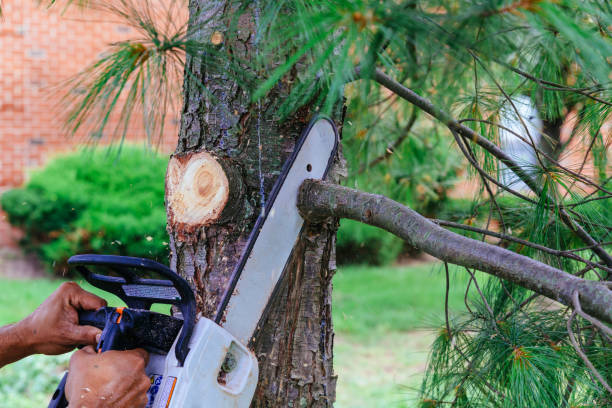 How Our Tree Care Process Works  in Oak Point, TX